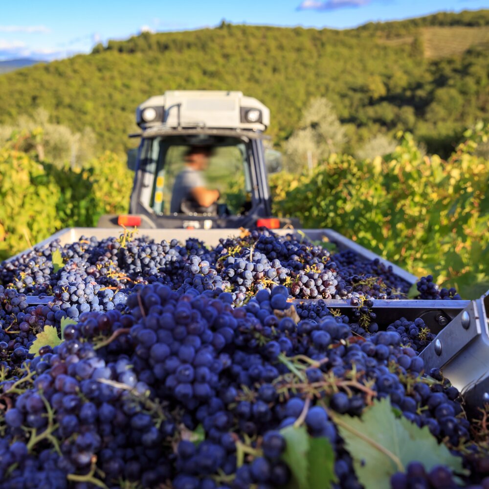 Vendanges - ERP Cap Vignes