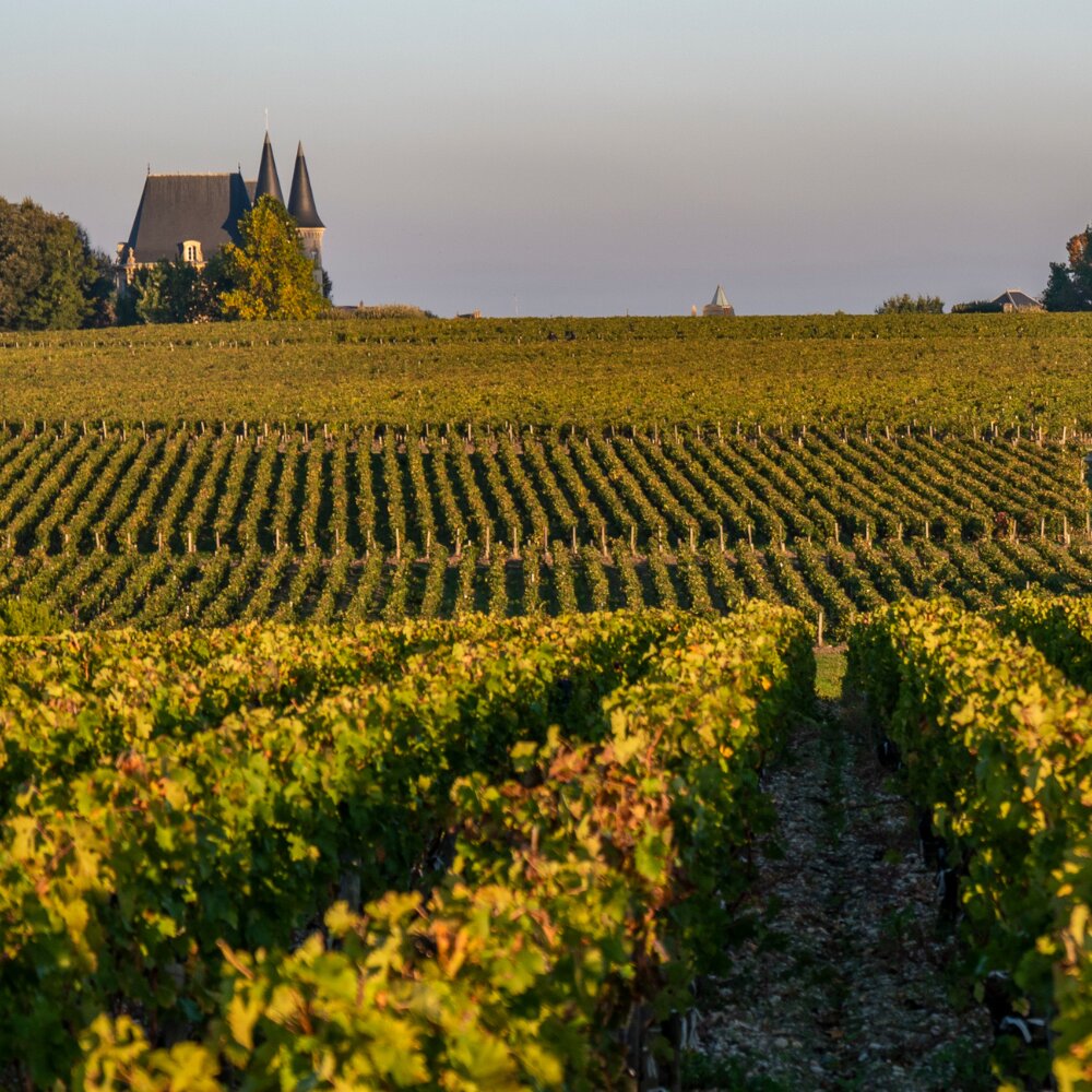 Paysage-vignoble